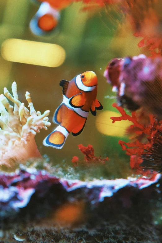 clown fish swimming over an aquarium coral near the shore