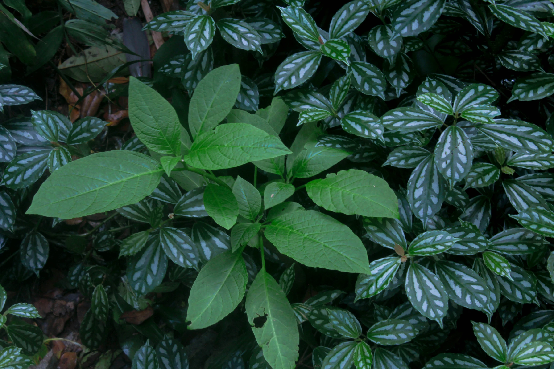 some green plants and leaves that are in the dirt