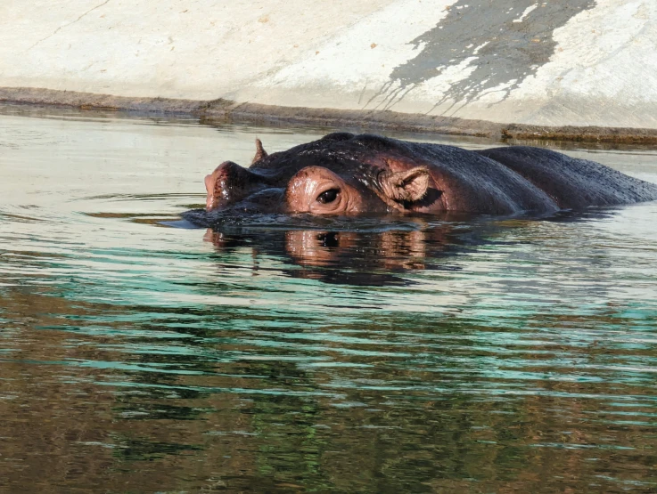 a hippopotamus submerged in a lake near mountains