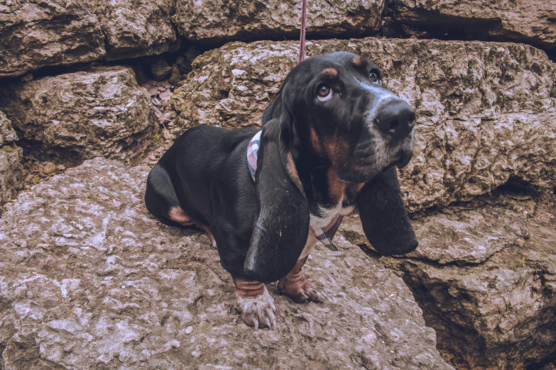 a dog standing on top of a pile of rocks