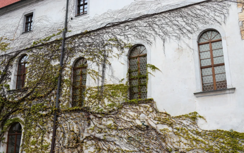 the ivy on the building is starting to grow