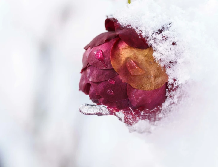 the petals of an oriental rose covered in snow