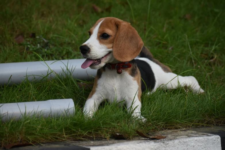 a cute beagle laying on the grass near a white fence