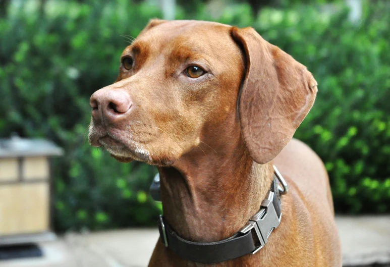 a brown dog with a collar and a bush in the background