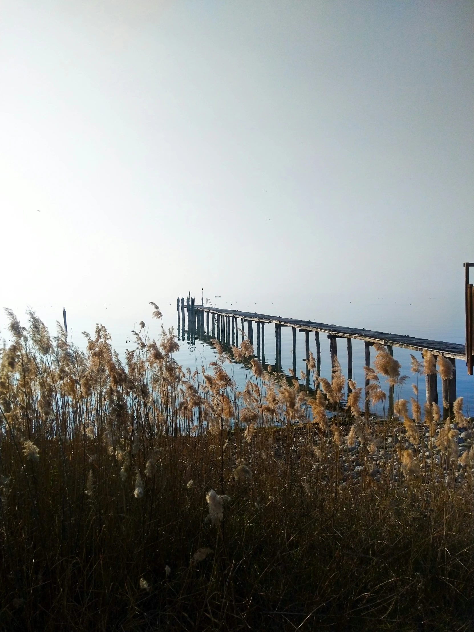 some tall grass and a large long wooden bridge