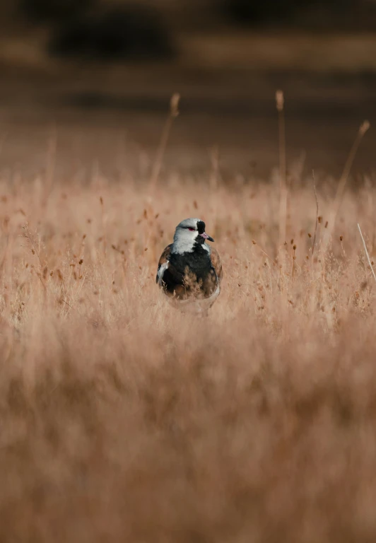 a small bird sitting in a field with brown grass