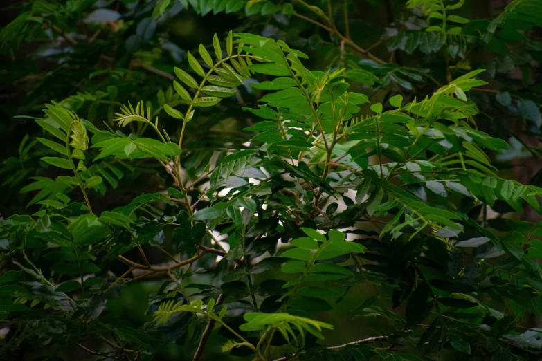 close up po of a tree and leaf