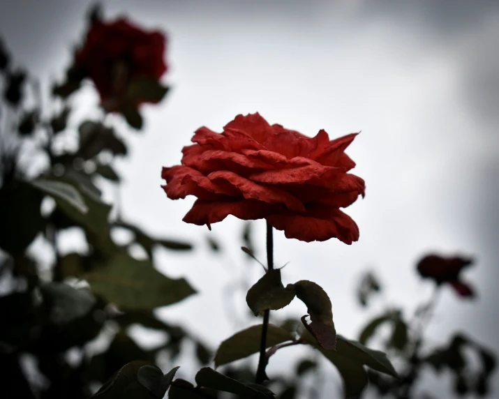 there is a large rose in a very dark area