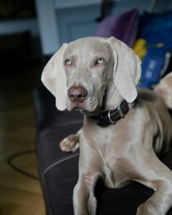 a dog with a collar that is laying down on a couch