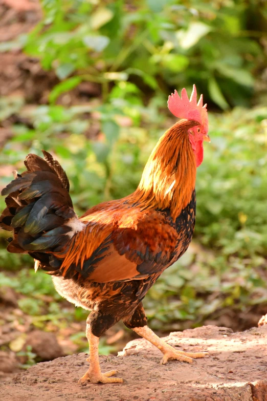 an orange and black rooster walking on a path