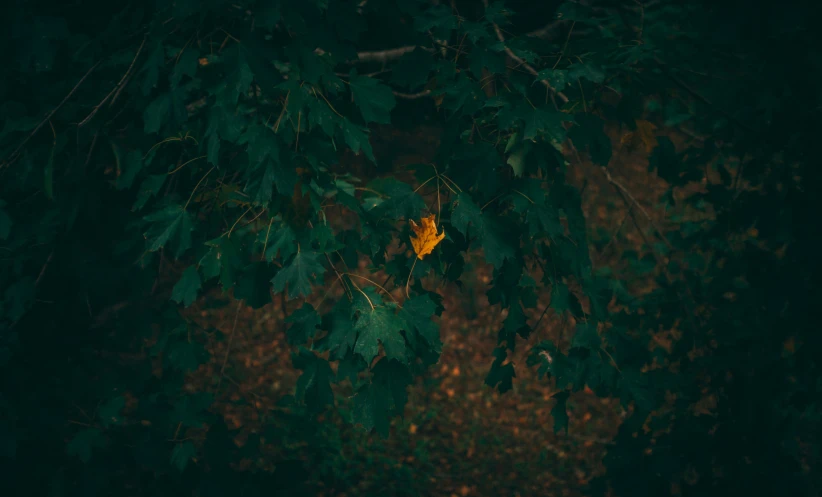 leaves on the nches of some trees during the night