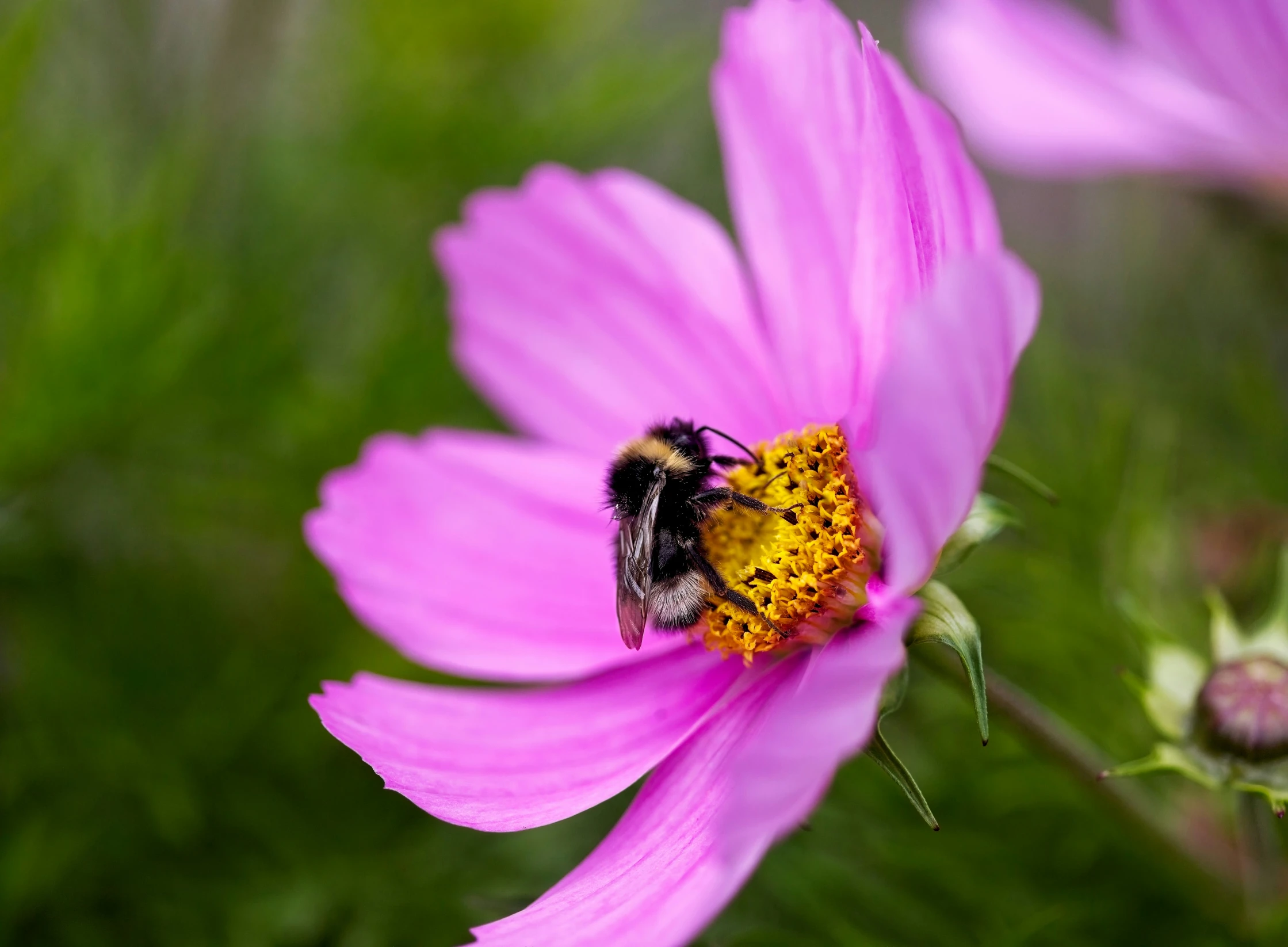 a bum rests on a pink flower with green background