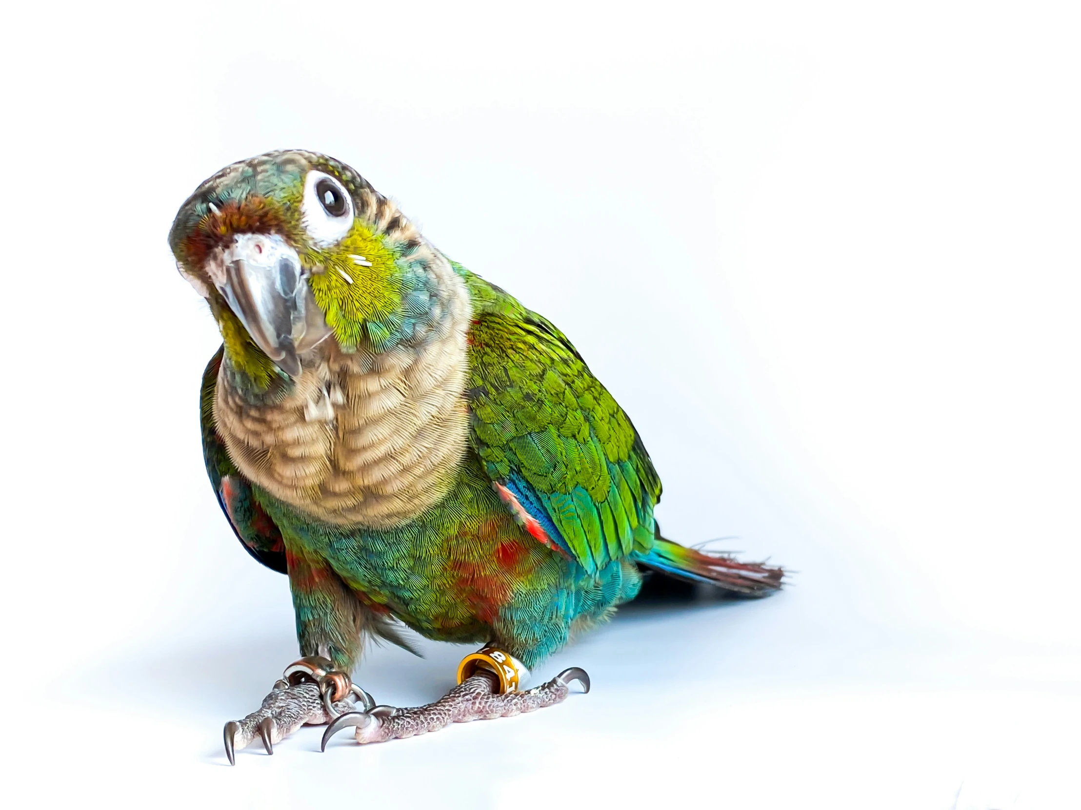 a multicolored parrot standing on its hind legs and looking upward