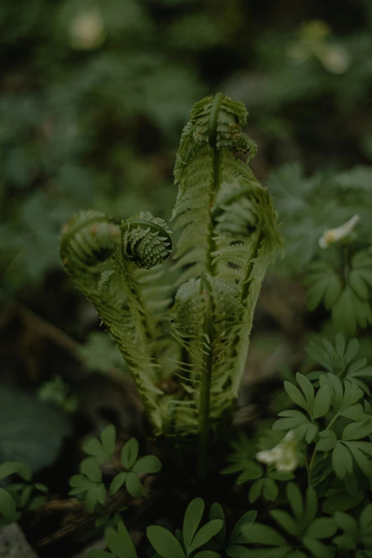 green plants grow from the ground in a garden