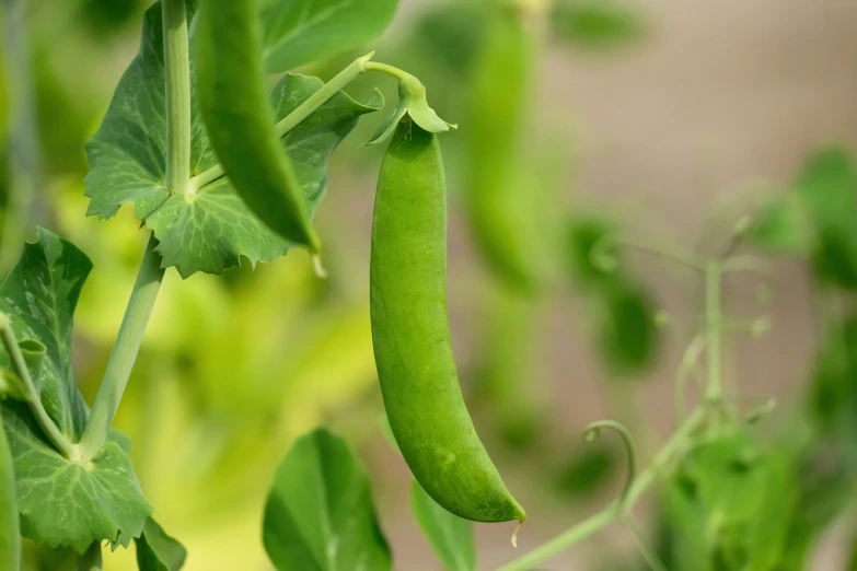 a pea and pea pod growing on a plant