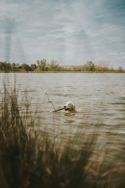 a dog swimming in the water near tall grass