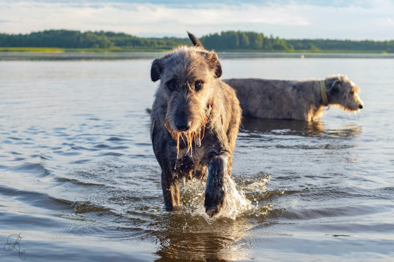 two dogs walking through water in front of trees