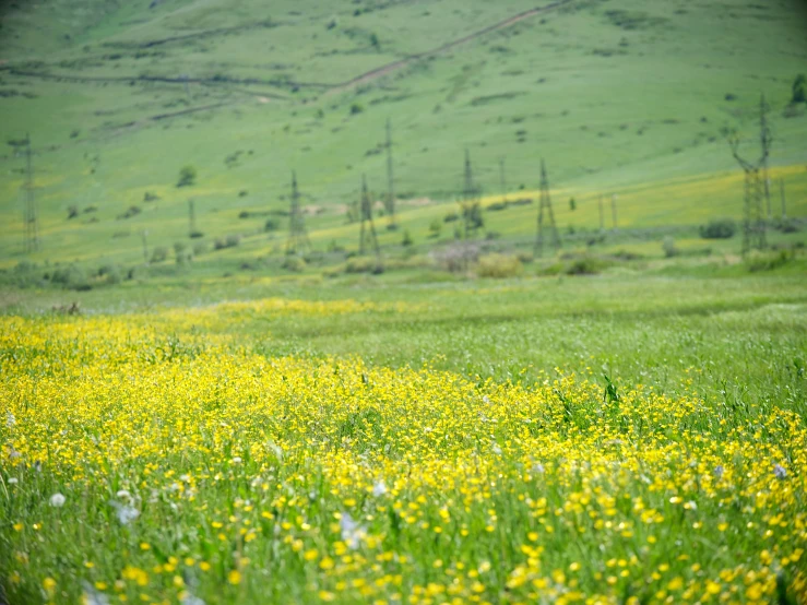 a wildflower meadow with grass and trees in the distance