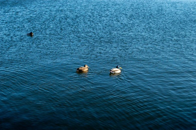 some ducks in a large body of water