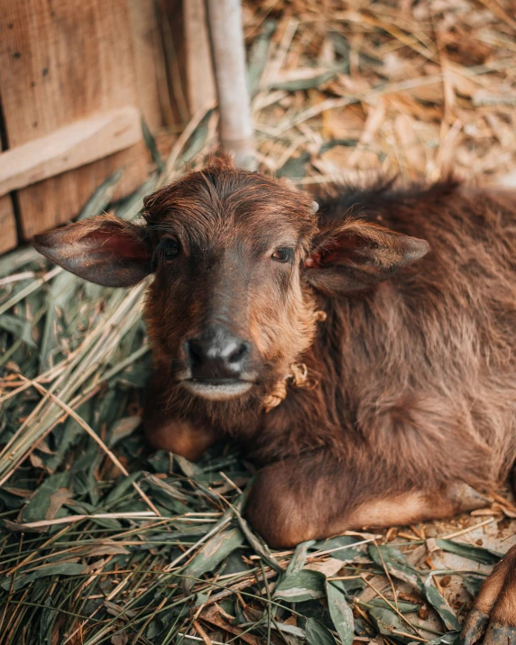 a brown calf laying on top of straw next to a fence