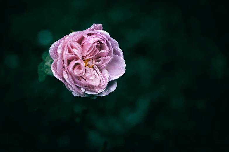 there is a flower blooming on the dark background