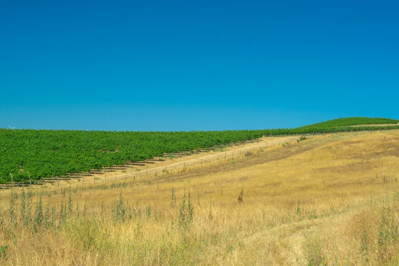 a large green field filled with lots of grass