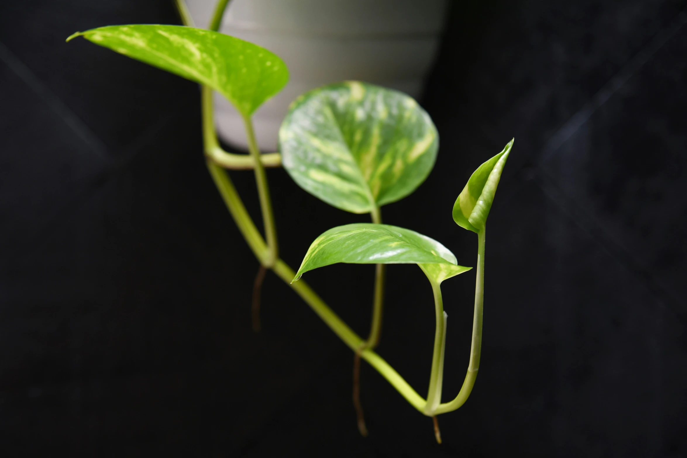 green plants with one growing out of a pot