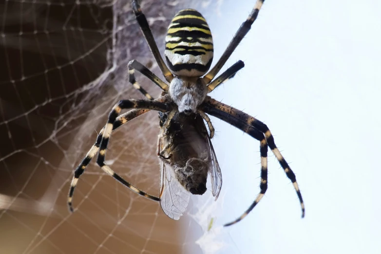 the giant spider is on the web outside