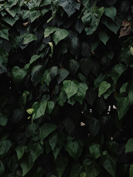 a bunch of leafy plants are shown as well as the bottom