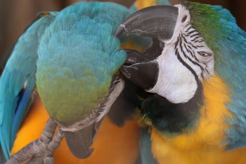 two colorful birds next to each other