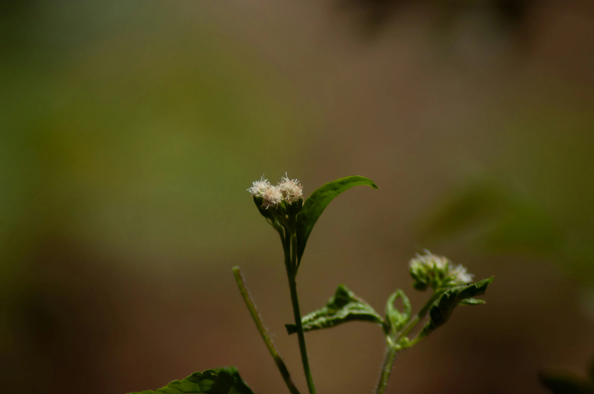 the stems and flowers are beginning to blossom