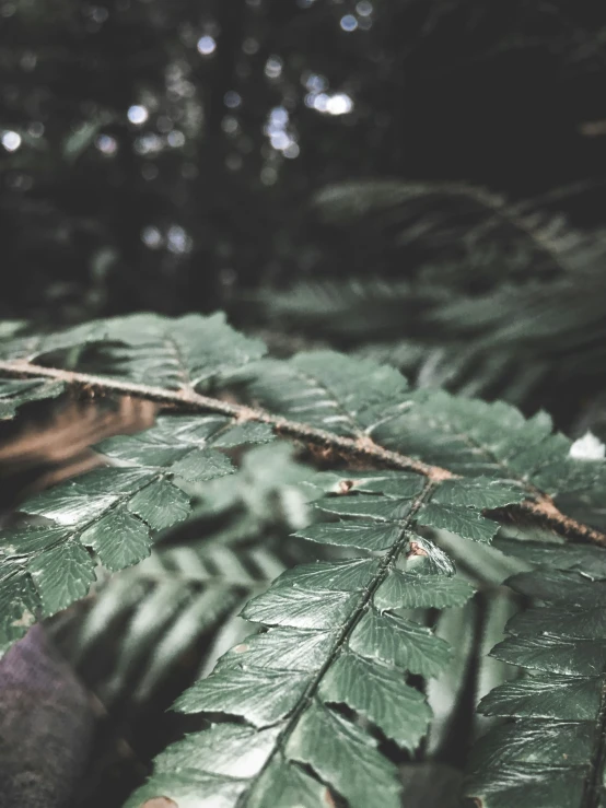 the green leaves are hanging down in the woods