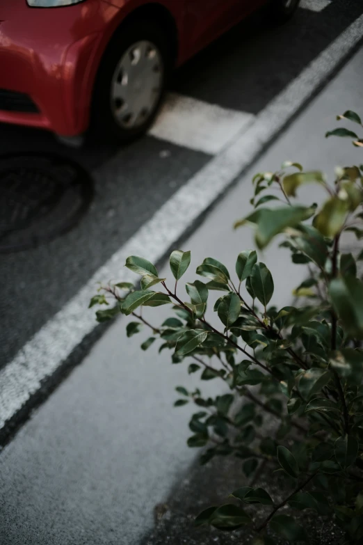 the green leaves on the tree near the red car