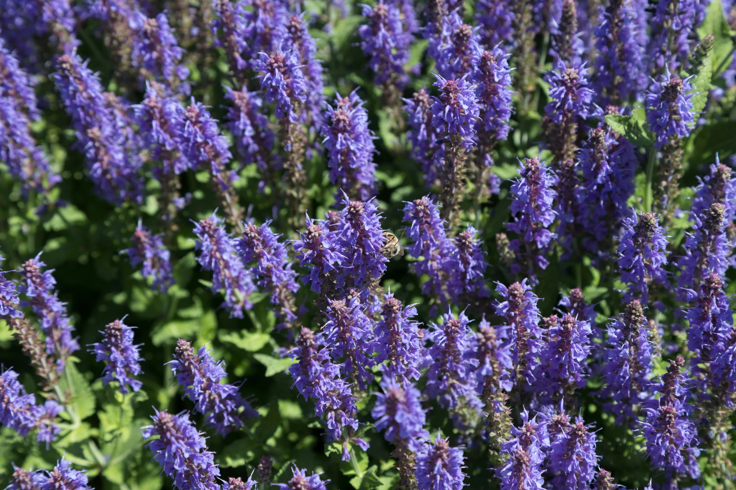 some purple flowers and green grass is shown