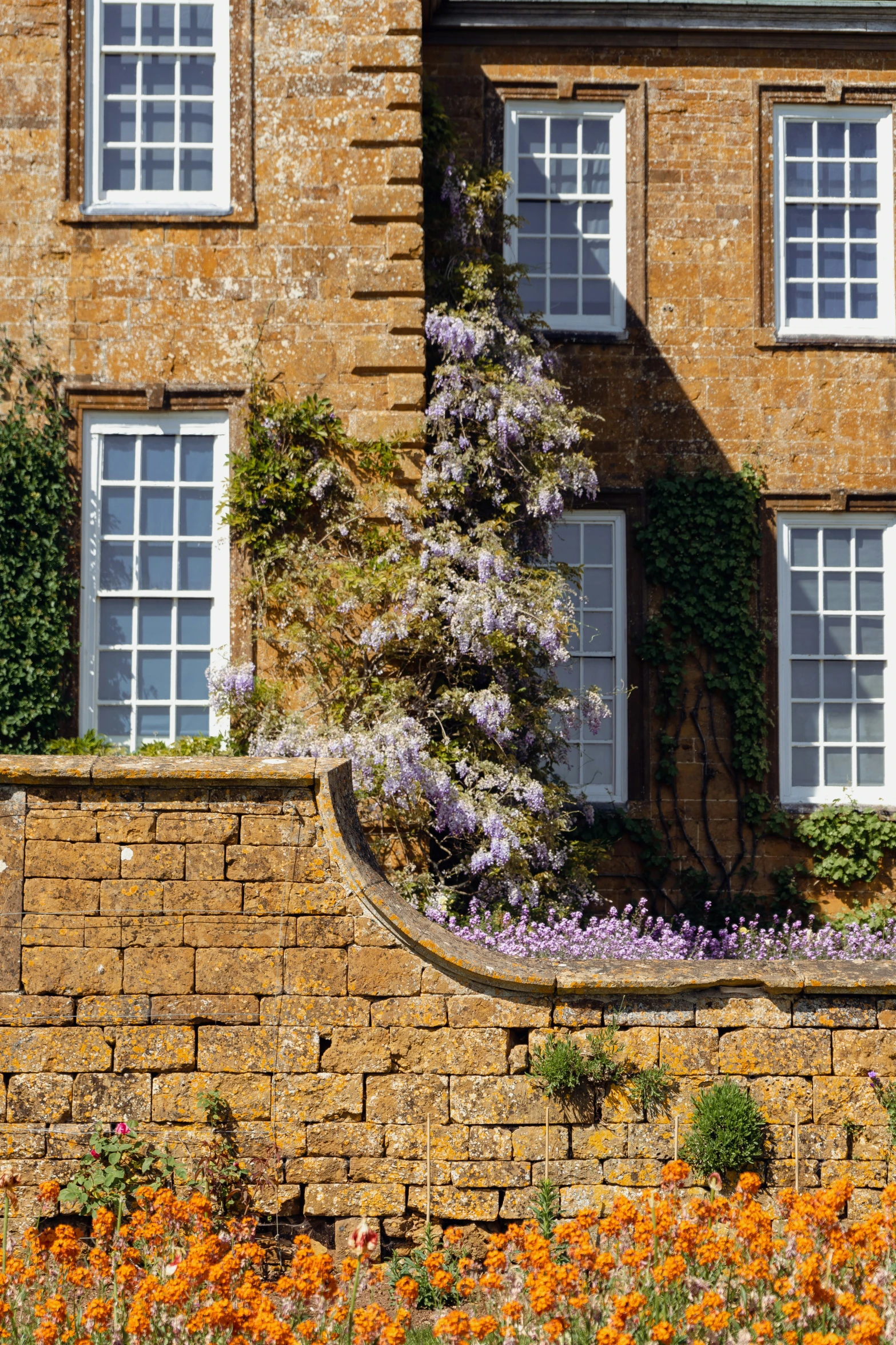 two windows and a brick wall have purple flowers growing on it