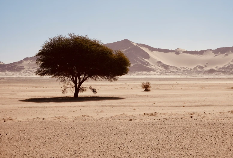 a lone tree stands alone in a desert