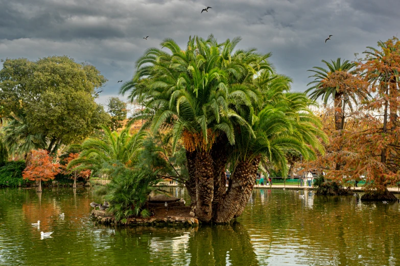 a large lake with lots of trees in the middle