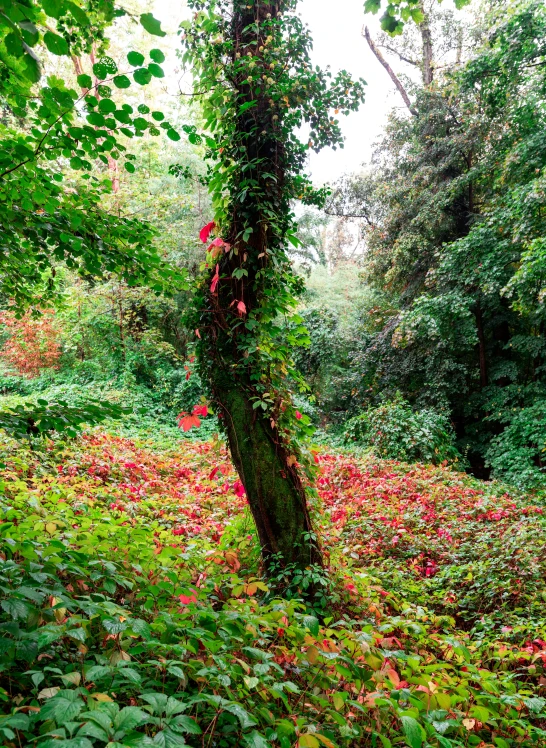 a field of red flowers and some trees