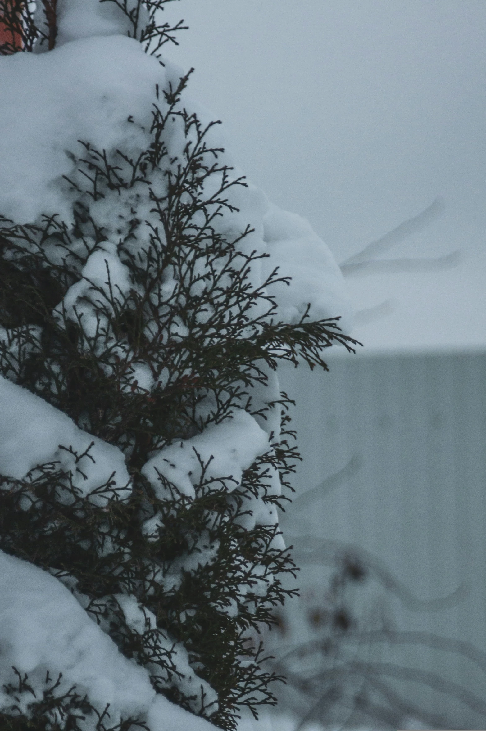 a bird sits on a nch while it is snowing