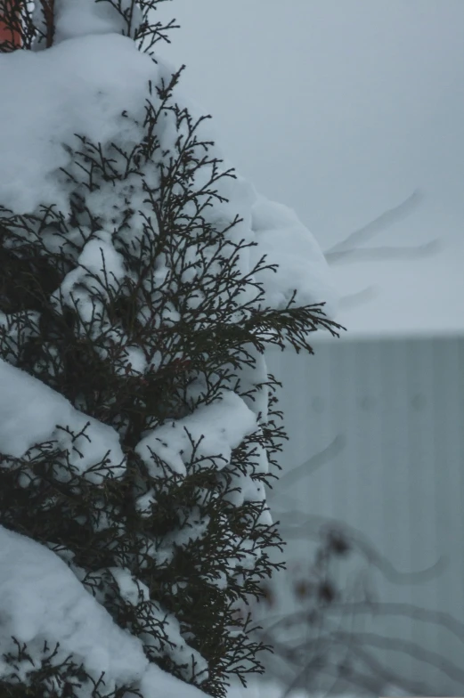 a bird sits on a nch while it is snowing