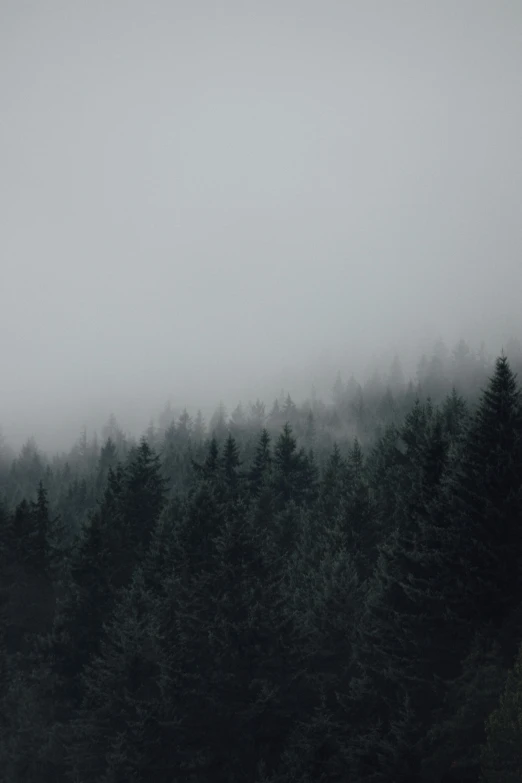 an evergreen forest stands in the fog of a gloomy day