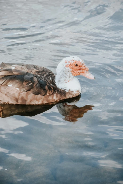 a duck is swimming through water on the surface