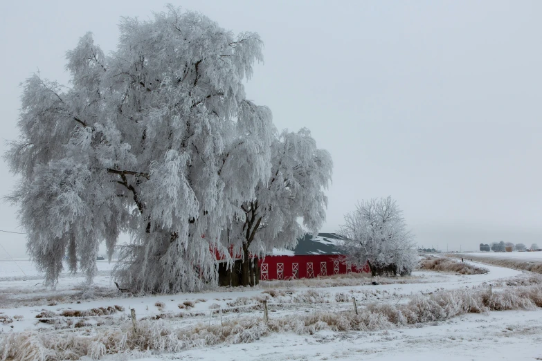 a snowy field with an old red barn and several trees