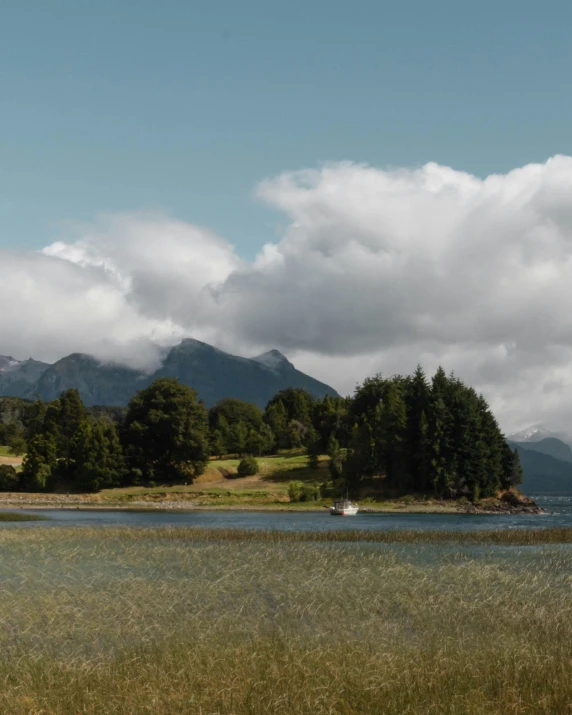 trees are growing by a lake with mountains in the background