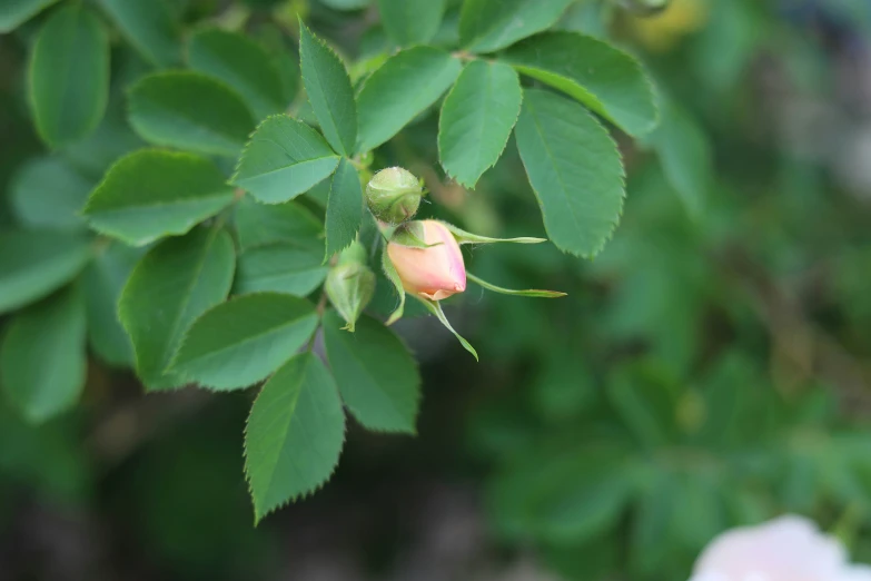 a flower with pink petals and lots of green leaves