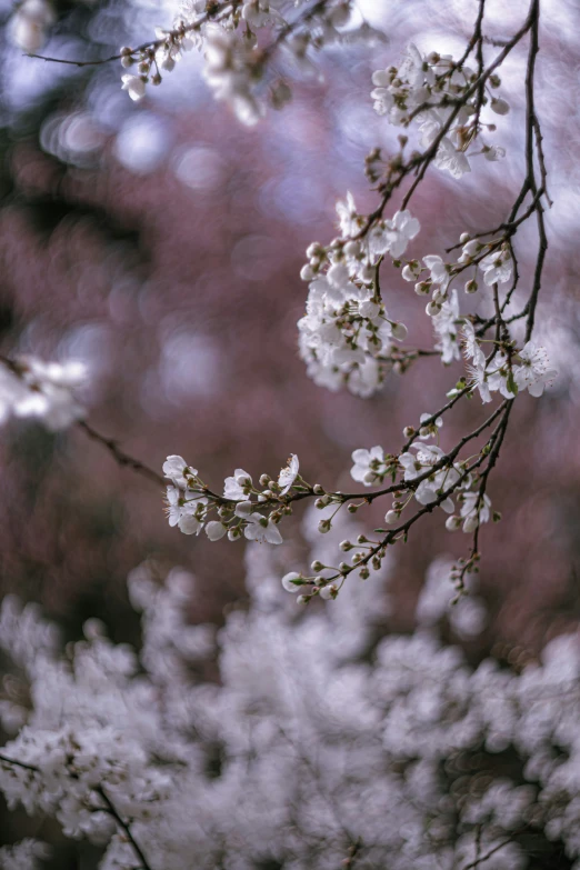 flowering nches of trees in the springtime