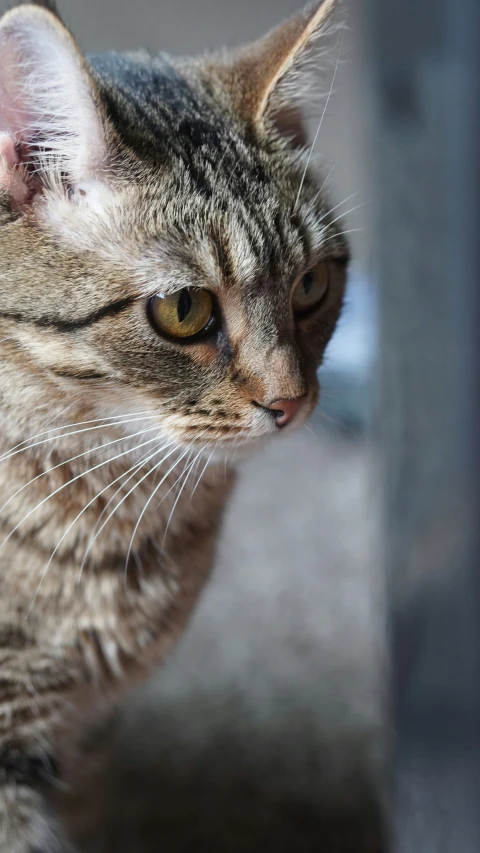 a tabby cat is looking out the window