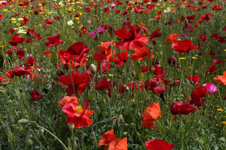 a large field with very many flowers on it