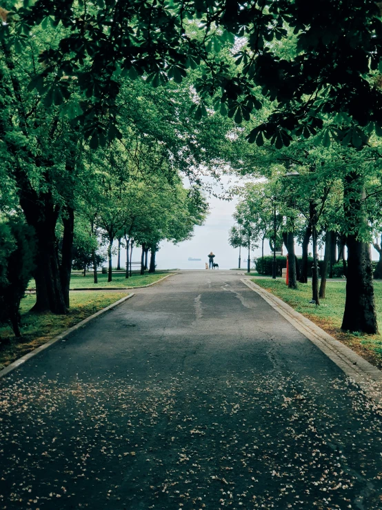 a paved walkway between two trees at the edge of the beach