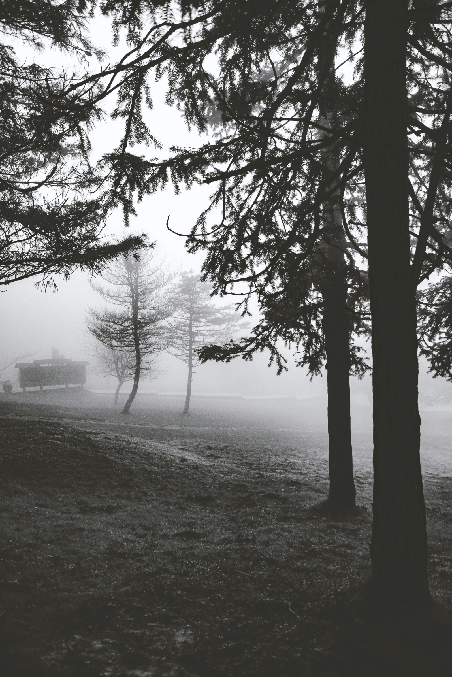 black and white po of park area covered in fog